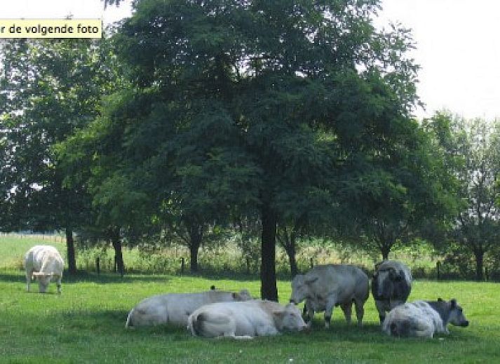 Charming vacation home BOMLOZE PUT in Sint-Laureins, Belgium with a rustic roof and surrounded by greenery.