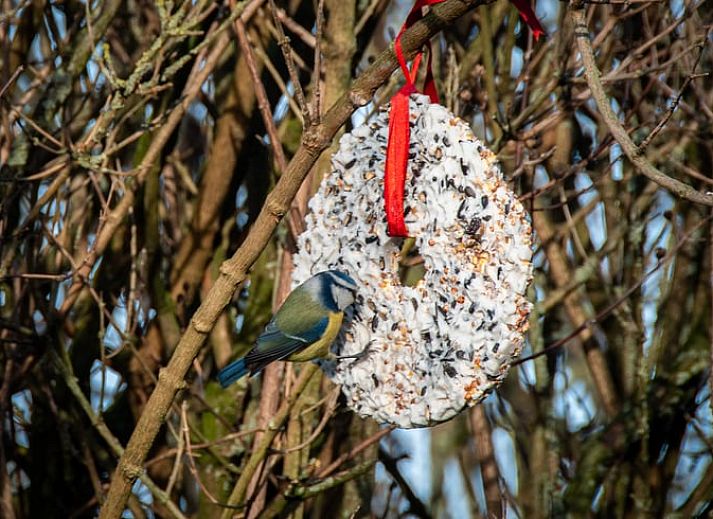 Prachtig uitzicht op de natuur vanuit de tuin van Huisje in Aubel, bed and breakfast in de Ardennen, met weidse groene velden.