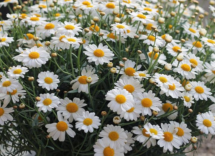 Verblijf 1000201 - Bed and breakfast Oost-Vlaanderen - De Perenboom