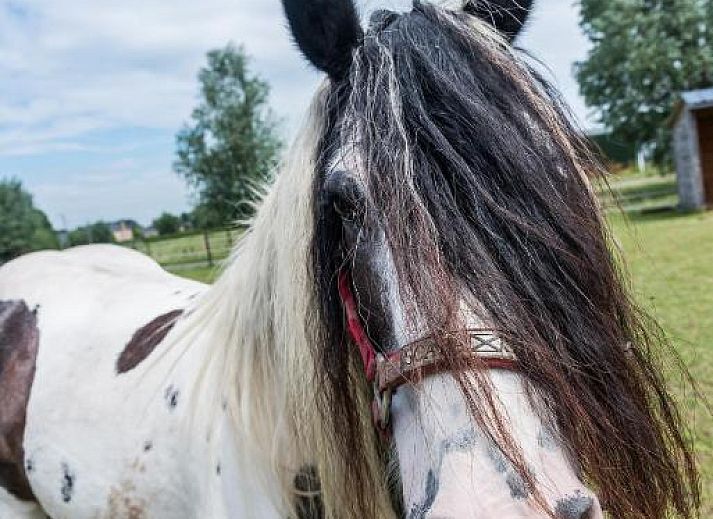 Verblijf 1000201 - Bed and breakfast Oost-Vlaanderen - De Perenboom