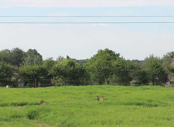 Verblijf 1000201 - Bed and breakfast Oost-Vlaanderen - De Perenboom