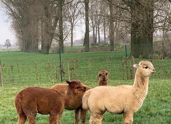 Verblijf 1080101 - Bed and breakfast West-Vlaanderen - B&B De Rentmeesterhoeve