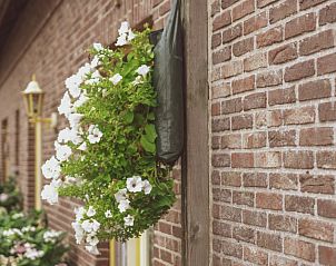 Bloeiende planten aan de gevel van Landgoed Argiliere, bed and breakfast in West-Vlaanderen.