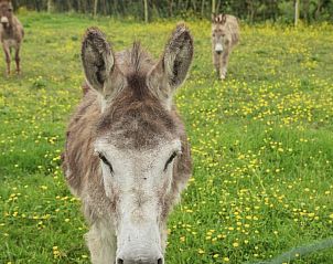 Ezels grazen in de weide bij Landgoed Argiliere, een rustieke B&B in Poperinge, West-Vlaanderen.