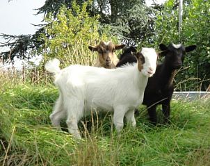 Schattige geiten in de tuin van B&B De Zoete Kers, Wakken, Belgi.