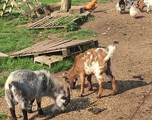 Landelijke omgeving bij B&B Het Vuchterhof, Maasmechelen, Limburg. Ontdek de boerderijdieren en natuurlijke charme.