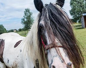 Verblijf 1000201 - Bed and breakfast Oost-Vlaanderen - De Perenboom