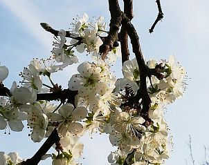 Verblijf 140206 - Bed and breakfast Oost-Vlaanderen - B&B 't Huys van Enaeme