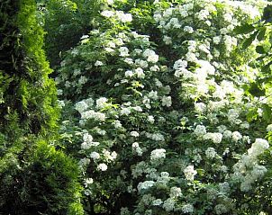 Verblijf 500502 - Bed and breakfast Limburg - B&B Het Uilennest