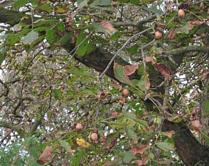 Verblijf 500502 - Bed and breakfast Limburg - B&B Het Uilennest